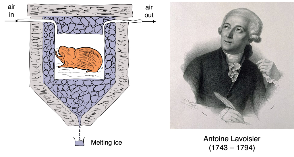 Figure 20.2. The study of guinea pig respiration led to a model of respiration as a slow form of combustion. A guinea pig is placed in an ice calorimeter – a container which is placed into a second insulated container filled with ice - into which air is supplied in a controlled manner. The amount of exhaled carbon dioxide from the guinea pig was analysed. The amount of heat was determined based on the volume of water produced as a result of melting ice. Lavoisier proved that the heat produced is the same as the amount of oxygen consumed by breathing. From this he concluded that breathing is a slow form of combustion. Image of the ice calorimeter is redrawn from Kleber (1961) The Fire of Life.