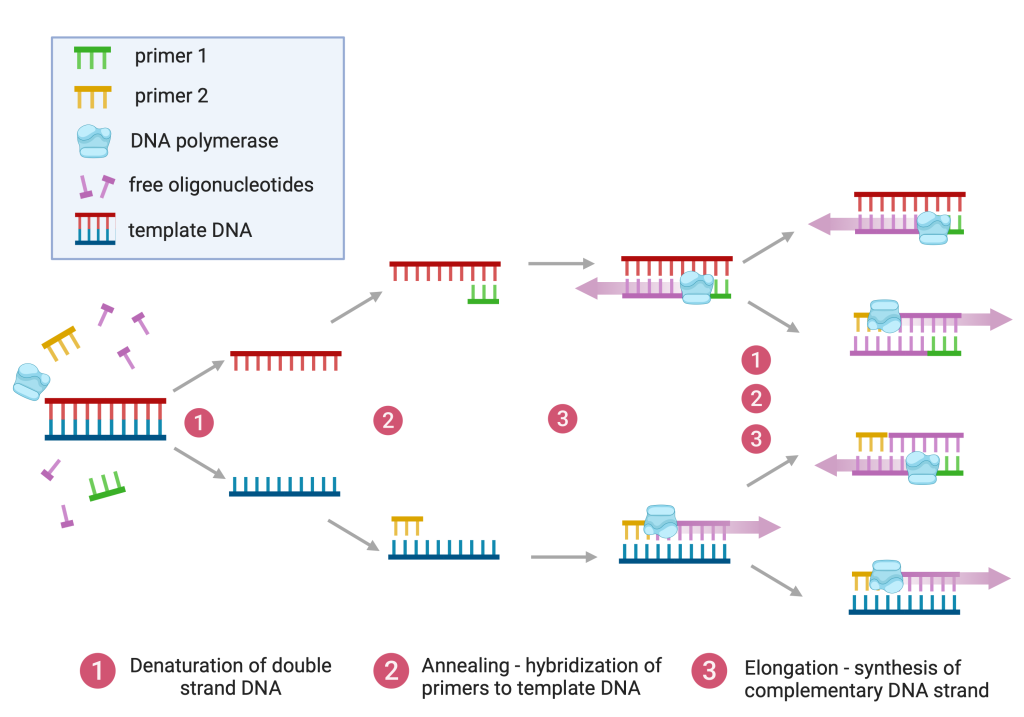 Figure 4.1 Steps of polymerase chain reaction (PCR).