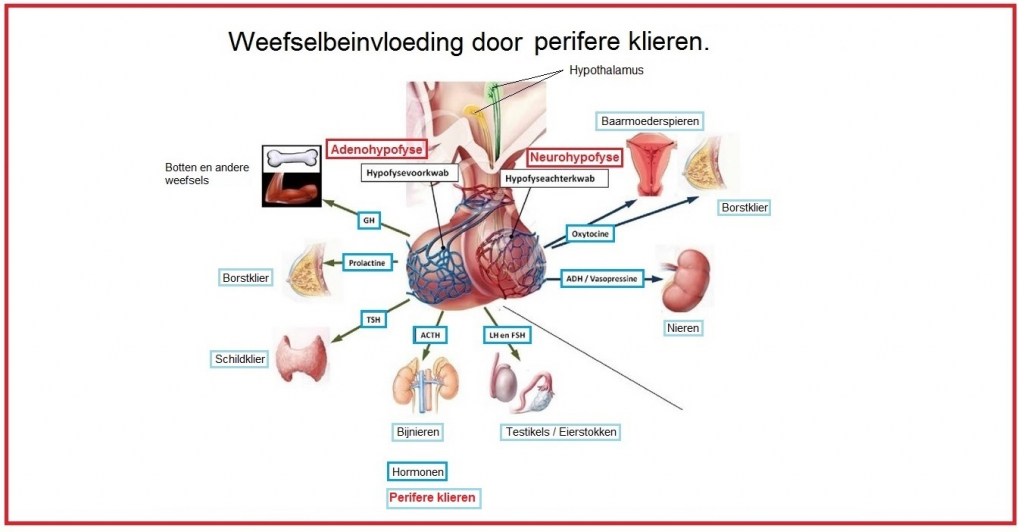 Afbeelding 6: Weefsel beïnvloeding door hormoonklieren