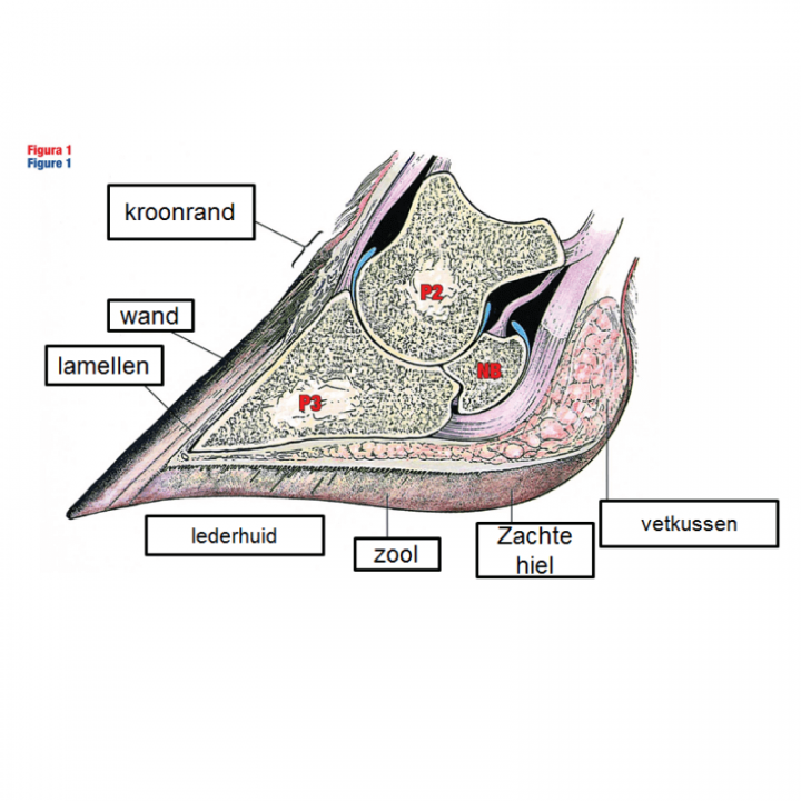 Anatomie van de klauw (geit)