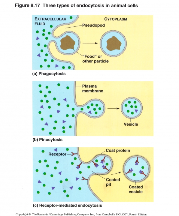 Endocytose (voedselopname in een cel)