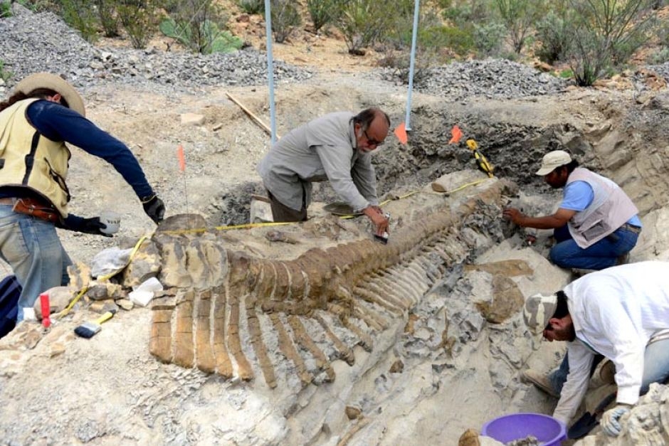 Paleontologen vinden Fossiel