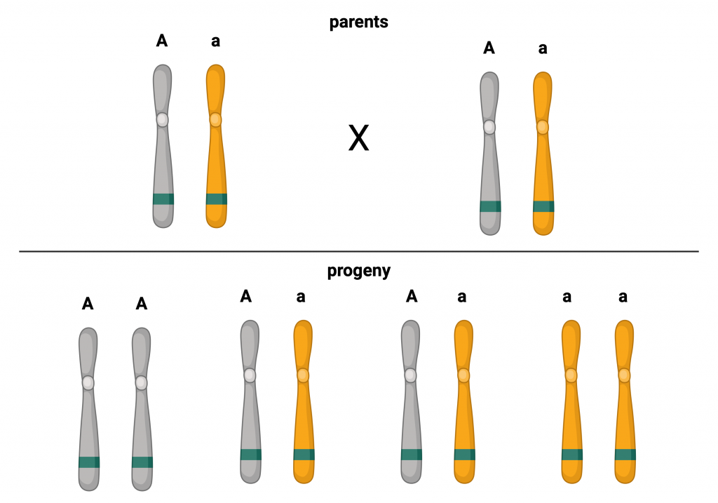 Figure 18.3 Schematic representation of a cross between two parents (heterozygotes) for dark hair. When crossing two heterozygotes for gene A (Aa x Aa), e.g., the MC1R gene for hair colour, one quarter of the offspring will be recessive homozygotes. This cross explains how the offspring of two dark-haired people (Aa) can also produce blond children (aa).