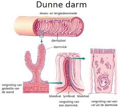 De darmwand, met darmplooien en darmvlokken.