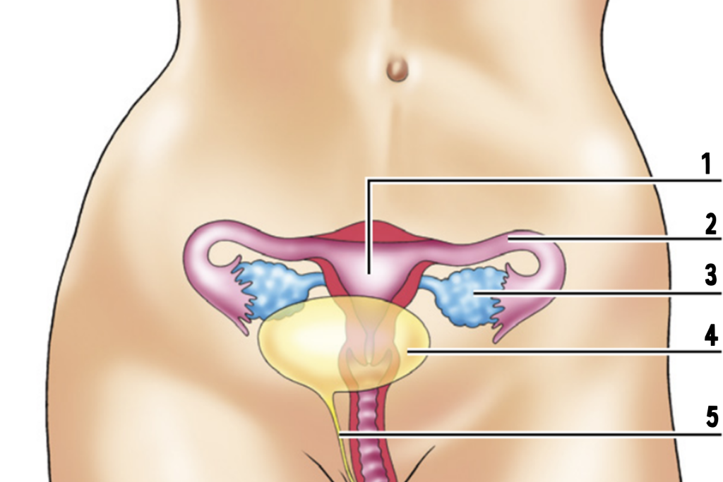 Het voortplantingsstelsel  van een vrouw