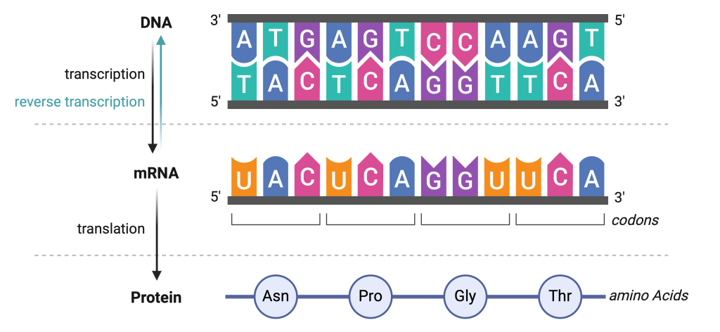 Figure 3.6 The central dogma of molecular biology. The flow of genetic information is from DNA to RNA (transcription) and from RNA to proteins (translation). In specific cases, the transfer of information is also possible in the opposite direction (from RNA to DNA) through the process of reverse transcription.