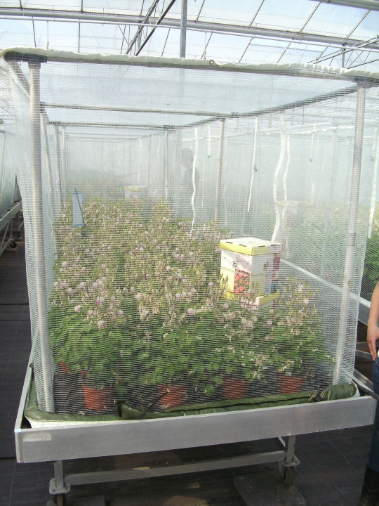 Bij kruisbestuivers kan het nodig zijn om planten af te schermen tegen ongewenste bestuivers, zoals binnenvliegende bijen. Bij een strikte zelfbestuiver zou dit niet nodig zijn. Bron: Kieft Seeds.