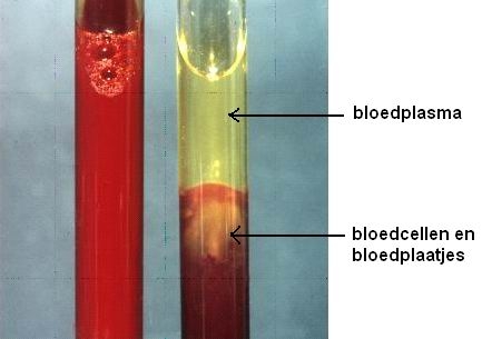 Bloedplasma heeft een gele kleur