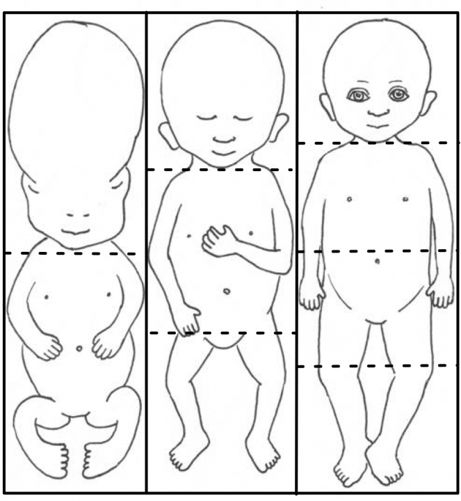 Figuur 7.4 Lichaamsverhoudingen tijdens foetale groei. De verhouding van de grootte van het hoofd tot de grootte van de rest van het lichaam verandert naarmate de zwangerschap vordert.