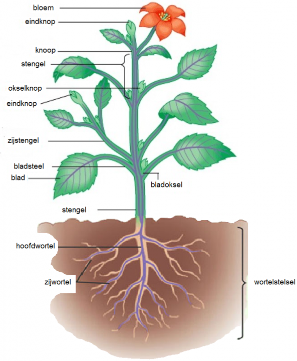 Bouw van een plant