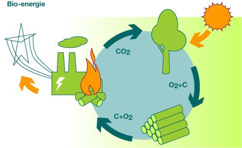 biomassa schema