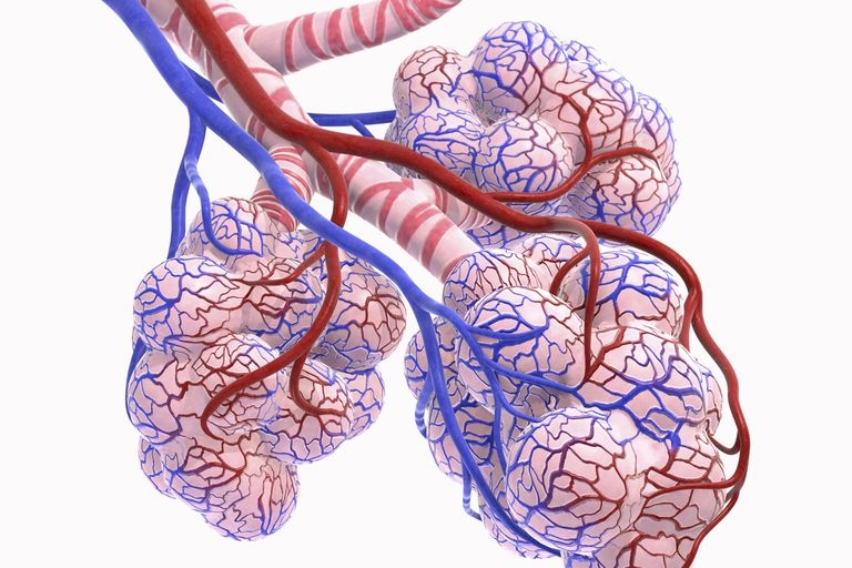 Alveoli