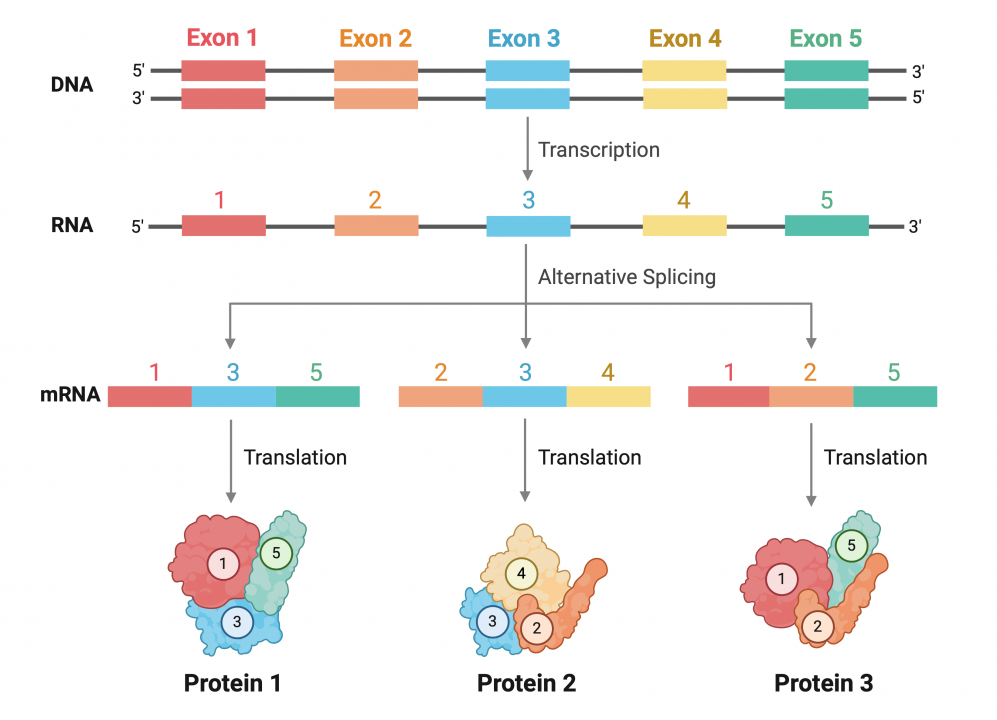 Figure 3.8 Schematic of alternative splicing of the primary transcript. The removal of introns from the pre-mRNA, which may simultaneously involve the excision of some exons, produces different combinations of coding sequences. These subsequently lead to the formation of different proteins.