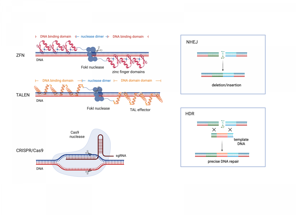 Figure 10.8 Programmable nucleases. The most common systems for inducing a double-strand break at specific sites in the genome are ZFN, TALEN, and CRISPR/Cas9. In all cases, these are two-component systems – the part that recognizes the sequence is linked to the enzymatic part that creates a double-strand break. In ZFNs and TALENs, the DNA-binding domains are responsible for targeting and the FokI nuclease is responsible for enzymatic activity. In the CRISPR/Cas9 system, the sgRNA binds to the DNA based on base complementarity, and the Cas9 nuclease cleaves the DNA at the target site. Double-strand breaks are repaired by non-homologous end joining (NHEJ) or homologous recombination (HDR).