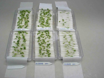 Voor deze kiemtesten van koolgewassen worden zaden tussen een vouwfilter gelegd. Na een aantal dagen wordt de ontwikkeling van de kiemplanten beoordeeld. Bron: Incotec.
