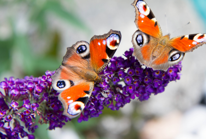 Bloemen werken insecten-lokkend