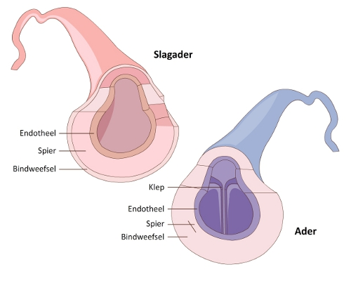 bron: het hart en bloedsomloop, gezondheidsplein.nl