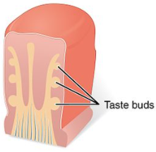 Afbeelding 8 Smaakpapil en smaakzintuigen(taste buds).
