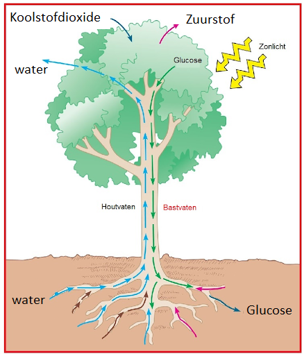 De fotosynthese in een boom 