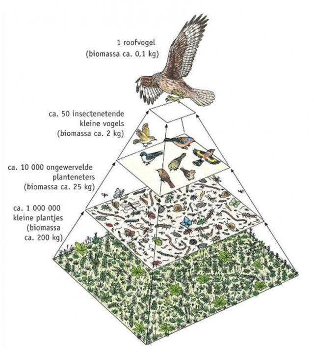 Ecologische piramide