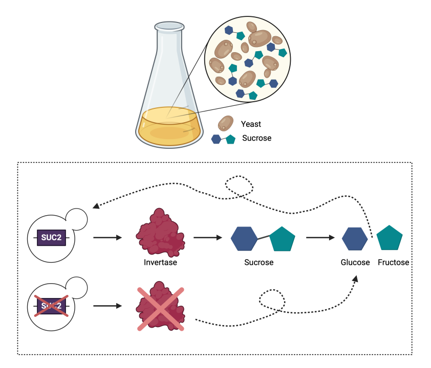 Figure 13.1 Social cheaters in the yeast culture Saccharomyces cerevisiae. Yeast known as social cheaters have a mutation in the SUC2 gene that prevents them from producing a functional invertase enzyme. By default, this enzyme ensures the breakdown of sucrose present in the environment into glucose and fructose molecules, which cells use for their metabolism. Social cheaters do not have this ability, so they use the invertase produced by standard cells for their own consumption.