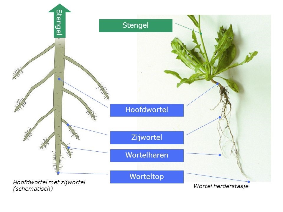 bron: slideplayer.nl