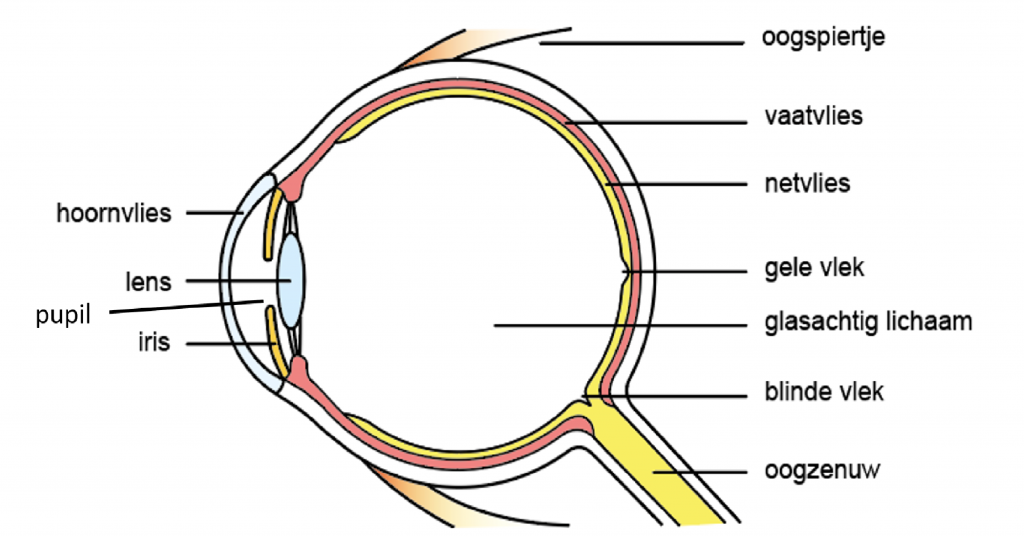 Binnenkant van het oog