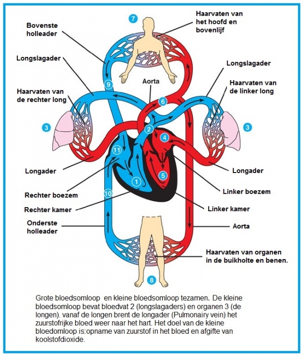 bron: bloedsomloop, biologielessen.nl