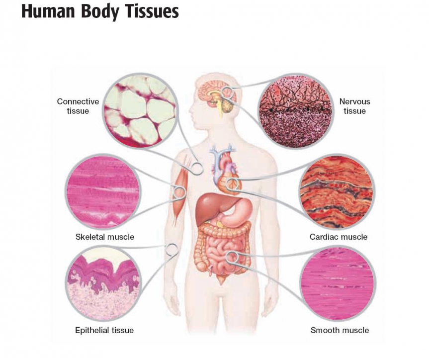 Weefsel menselijk lichaam