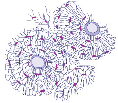 Schematische tekening van beenweefsel.