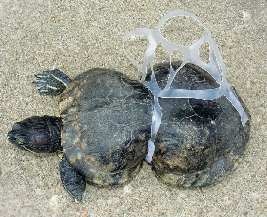 De schild van een schildpad is verkeerd gegroeid door een stuk plastic
