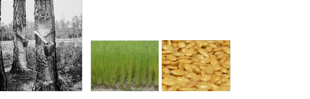 vlasplant en lijnzaad, en het aftappen van  boomhars voor de productie  van terpentijn.