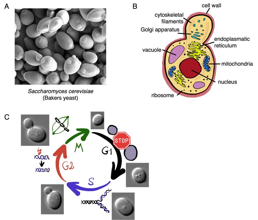 Figure 20.4 Yeast is an excellent organism for studying phenomena related to the eukaryotic cell. (A) The yeast Saccharomyces cerevisiae divides by budding. (B) A diagram of S. cerevisiae showing the cells have a cell wall, but otherwise the organelles are very similar to a mammalian cell. (C) The cell cycle of S. cerevisiae goes through the same stages as mammalian cells. G1 is where the cells increase in size, S stage is where DNA is replicated. In G2, the cell is preparing to divide and division occurs in M phase. Genetic control of the S. cerevisiae cell cycle can be analysed using mutants unable to pass through one of its phases (shown by the red “STOP”).