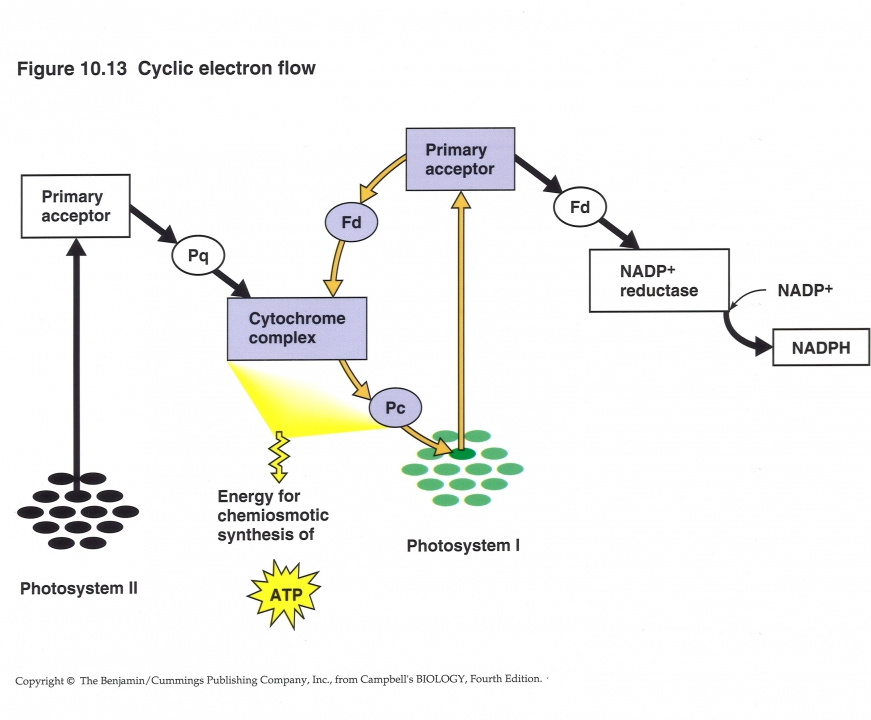 cyclische electronenoverdracht fotosynthese