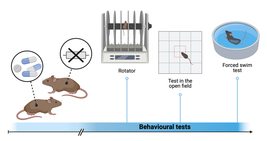 Figure 13.3 Behavioural tests used in research. The tests are focused on monitoring the association of specific genes with the behaviour of individuals, or on the effect of various substances or drugs. Individuals with a non-functional gene or individuals exposed to the effect of the studied substance are subjected to several behavioural tests with a different focus.