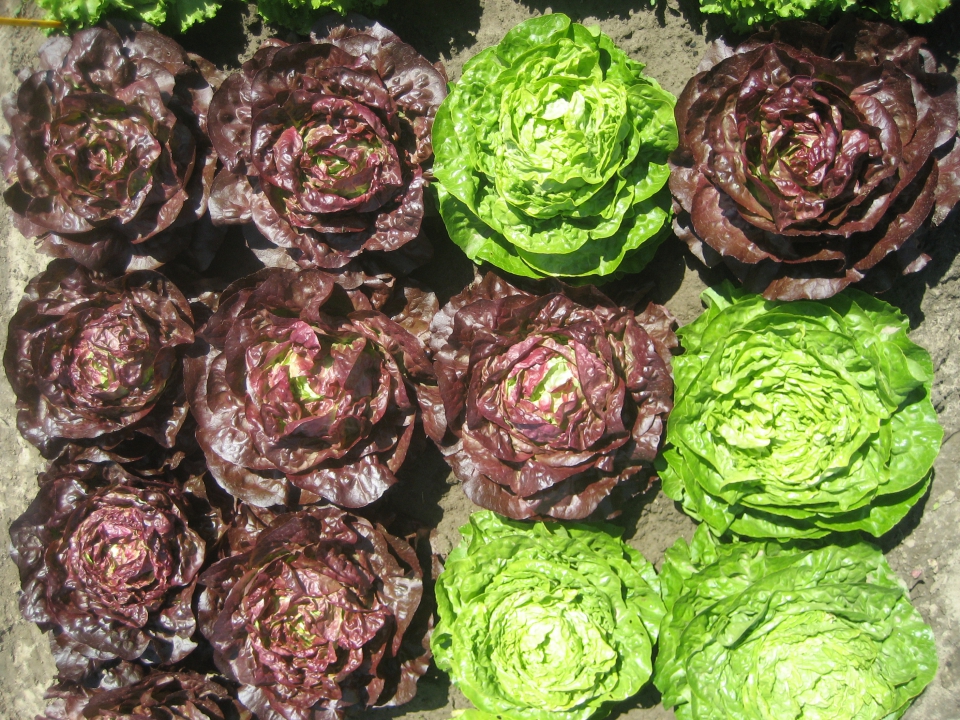 Deze partij planten is waarschijnlijk ontstaan uit zelfbestuiving van een plant die heterozygoot was voor de eigenschap bladkleur. Hierdoor is uitsplitsing zichtbaar: er zijn rode en groene planten aanwezig. Bron: CAH Vilentum.