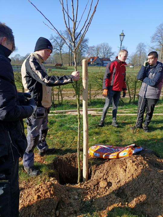 Planten van een boom