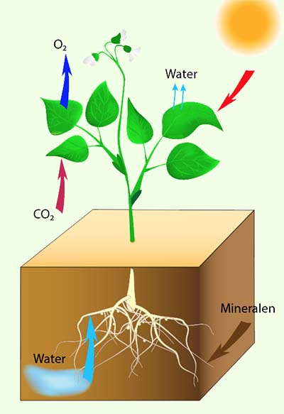 Alle stoffen die een plant gebruikt