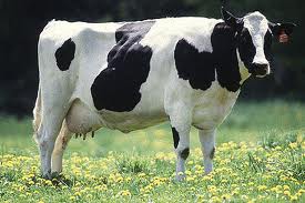 Holstein Frisian, de belangrijkste melkkoe in Nederland.