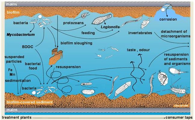 Legionella in een waterleiding