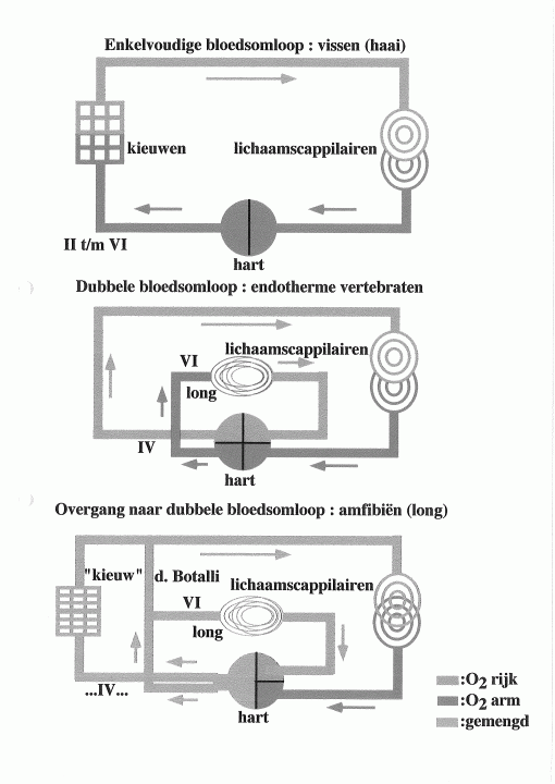 bloedsomloop van zoogdier, vis en amfibie