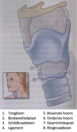 Bron: Gregoire, L., & van Straaten-Huygen, A. (2020) Anatomie en fysiologie van de mens. 5e druk incl. voucher. Amersfoort: Thieme Meulenhoff.