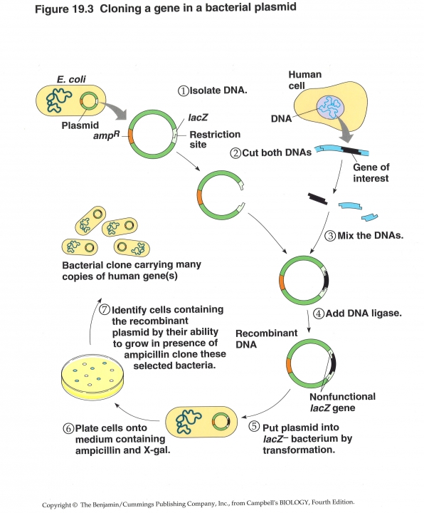 genen kloneren in een plasmide, deel 1