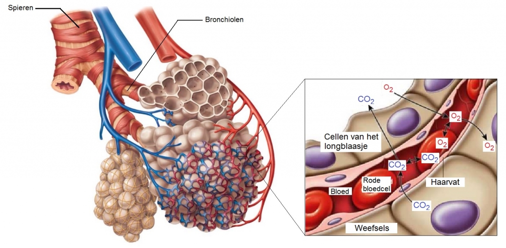 Afbeelding 9, Bron: Biologielessen