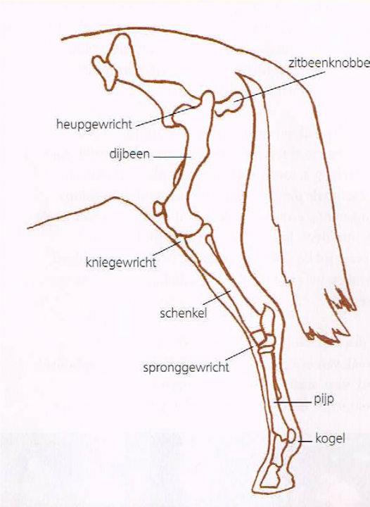 Het dijbeen in bovenstaande tekening ligt erg steil. Hierdoor komt het achterbeen als vanzelf achter de massa te staan.  De ligging van het dijbeen is met het oog moeilijk te bepalen.  Als je echter kijkt van heupgewricht (gelijk voor het zitbeenknobbel)  naar het kniegewricht, dan kan je er wel een goede inschatting van maken.