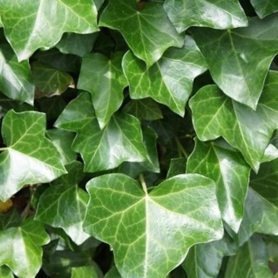 Hedera helix 'Hibernica'