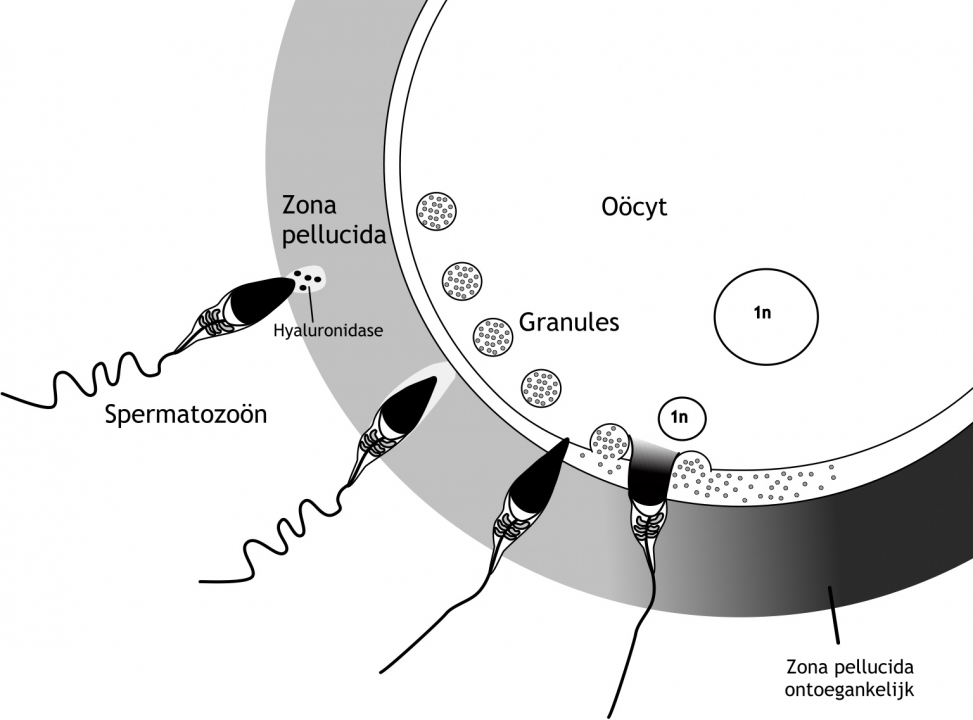 Figuur 3.1 De bevruchting van het ovum door de spermatozoön. Eén of meerdere spermatozoa dringen de zona pellucida binnen. De inhoud van het acrosoom wordt uitgestort waardoor de zona pellucida in het traject dat het spermatozoön wil afleggen, wordt afgebroken. Slechts één spermatozoön kan fuseren met de celmembraan van de oöcyt. Dit spermatozoön stort zijn celkern uit in het cytoplasma van de oöcyt en voorkomt dat andere spermatozoa de celmembraan van de oöcyt kunnen penetreren om hun celkern uit te storten. Verdere toelichting is opgenomen in de bijbehorende tekst.