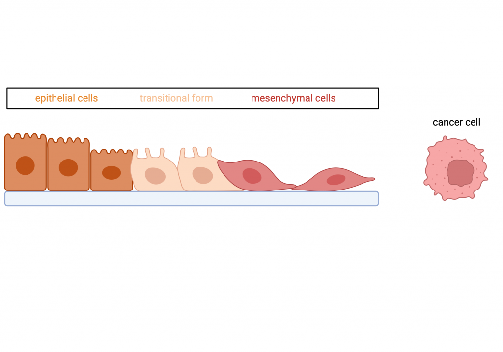 Figure 12.8 Epithelial-mesenchymal cell transition characteristic of cancer development. Under the influence of BPA, the cells gradually lose their orientation and become more mobile, taking on the typical characteristics of tumour stem cells.