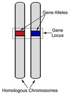 Een paar (homologe) chromosomen en de locus (plaats)