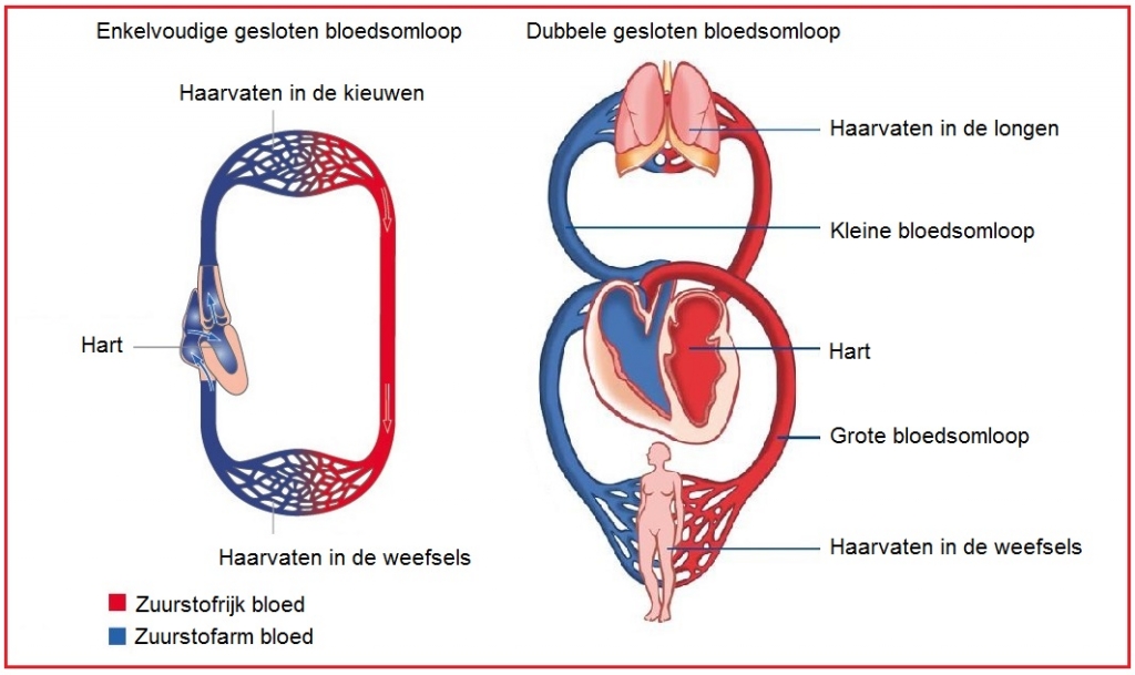 De enkelvoudige, gesloten bloedsomloop en de dubbele, gesloten bloedsomloop. Je moet straks zelf het verschil uit kunnen leggen..